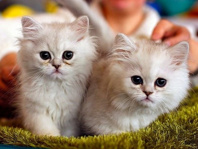 Породы кошек в Кузнецке | ЗооТом портал о животных