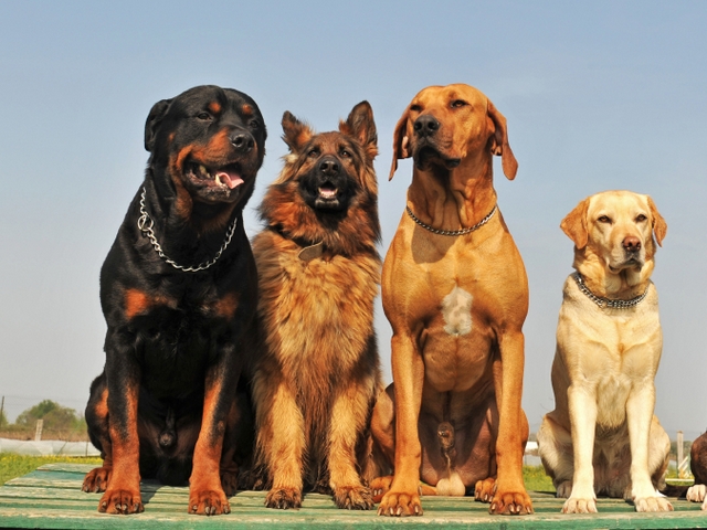 Крупные породы собак в Кузнецке | ЗооТом портал о животных